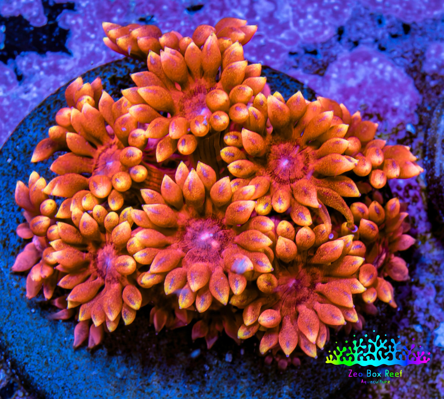 Ultra Goniopora Coral - 🔥Inferno Goni  Frag - WYSIWYG A1R4B1 ( (Copy) Ultra Goniopora Coral - 🔥Inferno Goni  Frag - WYSIWYG A1R4B1 ( (Copy) Animals & Pet Supplies Ultra Goniopora Coral - 🔥Inferno Goni  Frag - WYSIWYG A1R4B1 ( (Copy) Zeo Box Reef