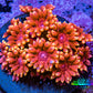 Ultra Goniopora Coral - 🔥Inferno Goni  Frag - WYSIWYG A1R4B1 ( (Copy) Ultra Goniopora Coral - 🔥Inferno Goni  Frag - WYSIWYG A1R4B1 ( (Copy) Animals & Pet Supplies Ultra Goniopora Coral - 🔥Inferno Goni  Frag - WYSIWYG A1R4B1 ( (Copy) Zeo Box Reef