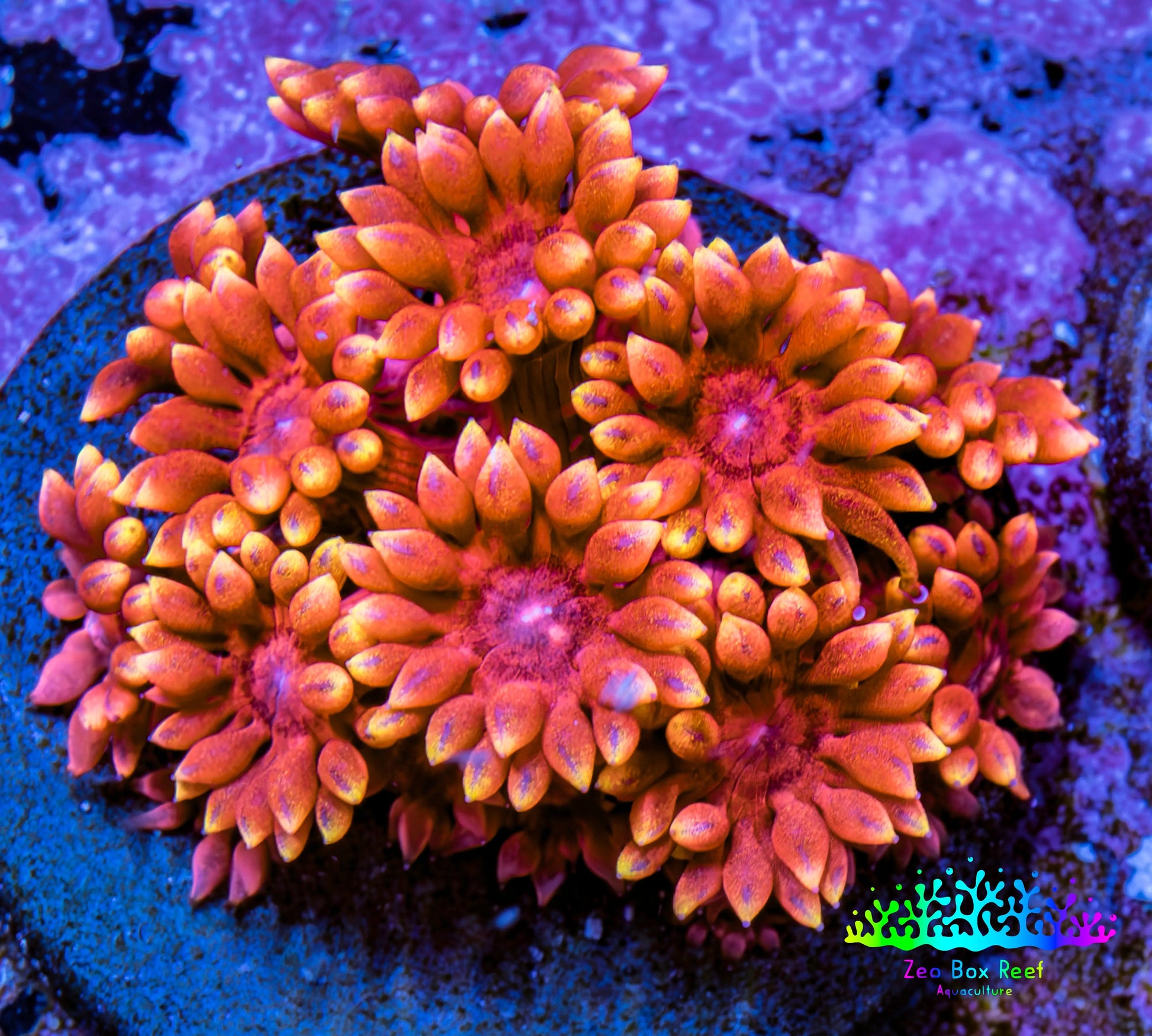 Ultra Goniopora Coral - 🔥Inferno Goni  Frag - WYSIWYG A1R4B1 ( (Copy) Ultra Goniopora Coral - 🔥Inferno Goni  Frag - WYSIWYG A1R4B1 ( (Copy) Animals & Pet Supplies Ultra Goniopora Coral - 🔥Inferno Goni  Frag - WYSIWYG A1R4B1 ( (Copy) Zeo Box Reef