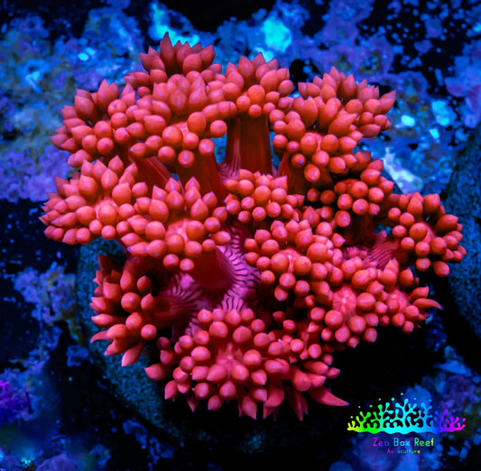 Ultra Goniopora Frag Pack 3x Goni frags WYSIWYG Ultra Goniopora Frag Pack 3x Goni frags WYSIWYG  Ultra Goniopora Frag Pack 3x Goni frags WYSIWYG Zeo Box Reef Aquaculture