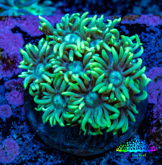 Ultra Goniopora Frag WYSIWYG A11R4B2 Ultra Goniopora Frag WYSIWYG A11R4B2 Animals & Pet Supplies Ultra Goniopora Frag WYSIWYG A11R4B2 Zeo Box Reef