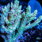 Ultra Grade Acropora Wild Colony WYSIWYG Ultra Grade Acropora Wild Colony WYSIWYG SPS Ultra Grade Acropora Wild Colony WYSIWYG Zeo Box Reef