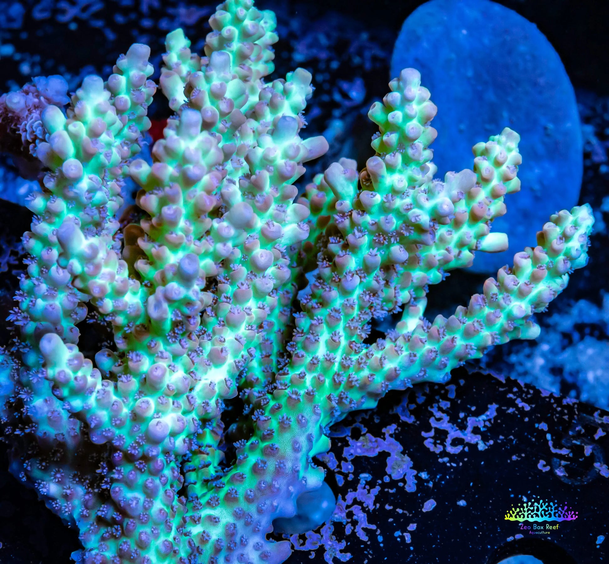 Ultra Grade Acropora Wild Colony WYSIWYG Ultra Grade Acropora Wild Colony WYSIWYG SPS Ultra Grade Acropora Wild Colony WYSIWYG Zeo Box Reef