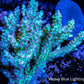 Ultra Grade Acropora Wild Colony WYSIWYG Ultra Grade Acropora Wild Colony WYSIWYG SPS Ultra Grade Acropora Wild Colony WYSIWYG Zeo Box Reef