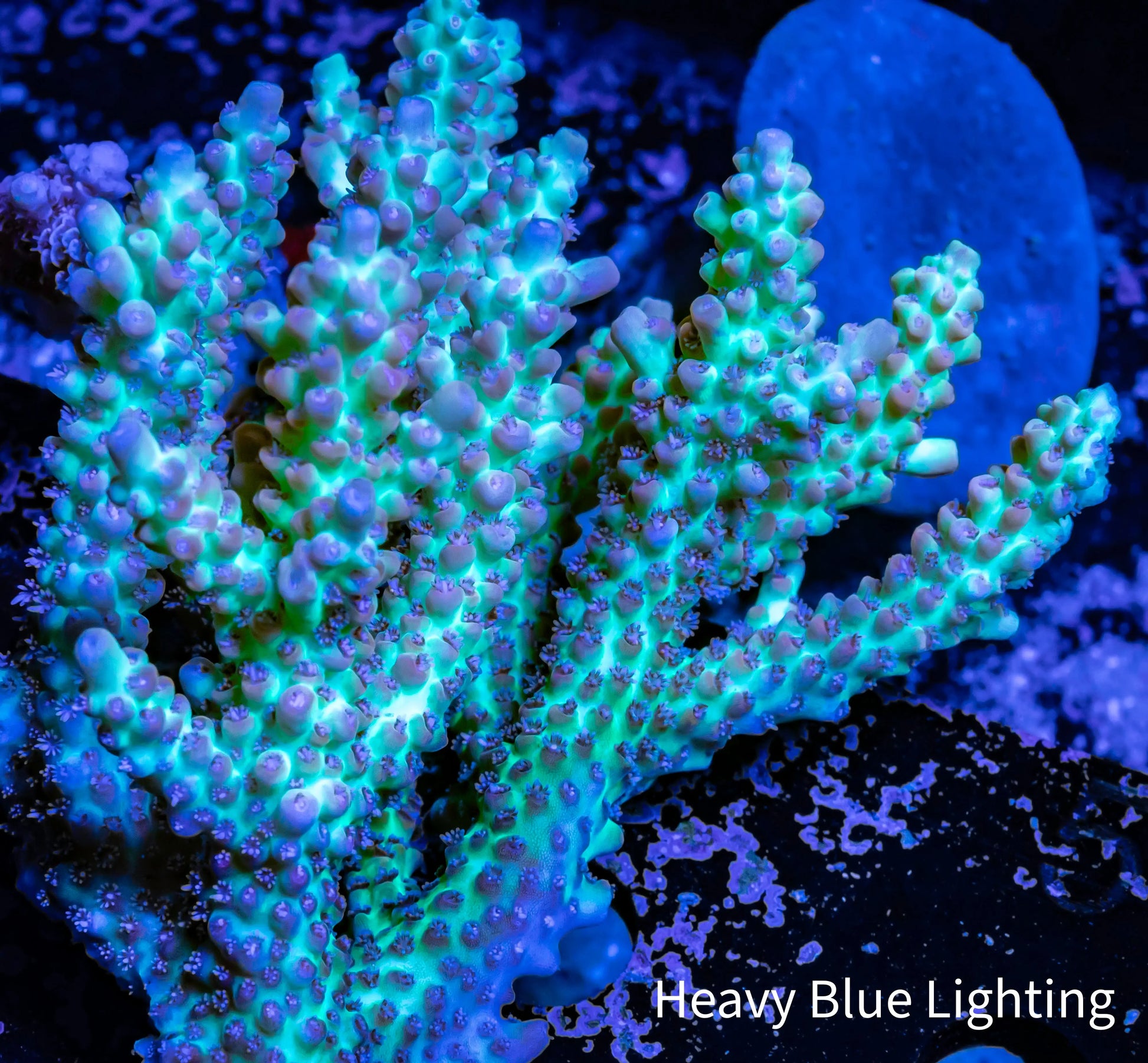 Ultra Grade Acropora Wild Colony WYSIWYG Ultra Grade Acropora Wild Colony WYSIWYG SPS Ultra Grade Acropora Wild Colony WYSIWYG Zeo Box Reef