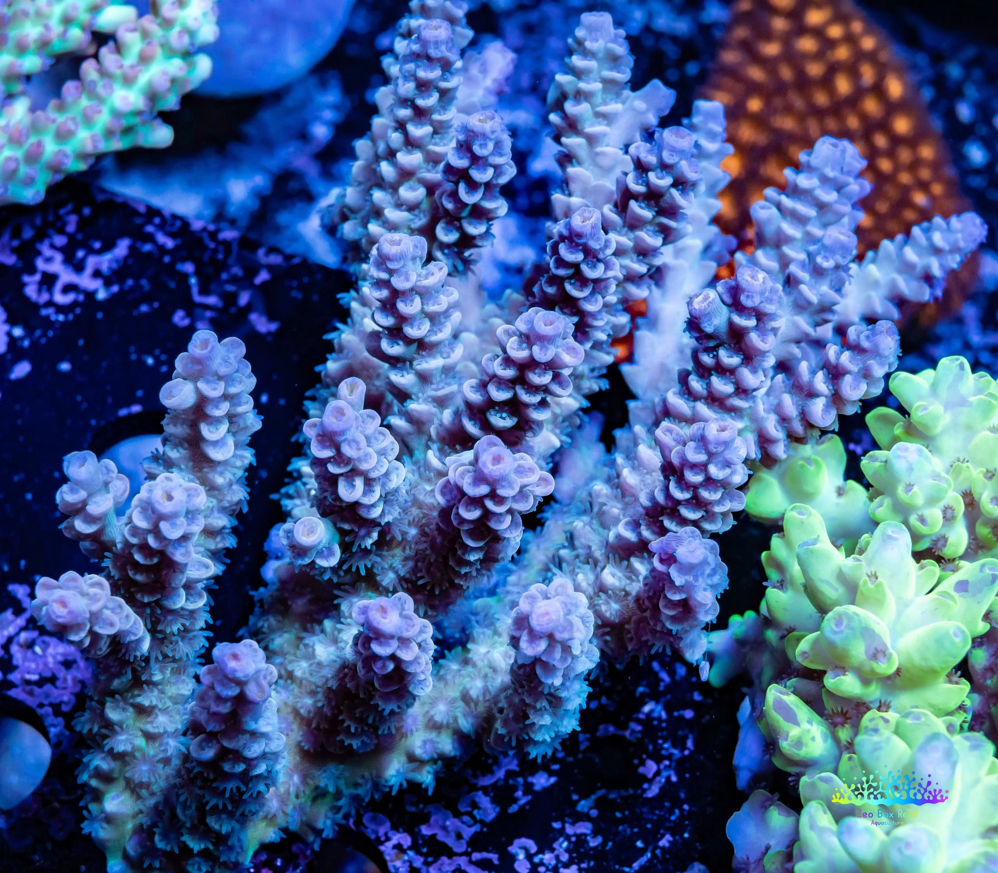 Ultra Grade Acropora Wild Colony WYSIWYG Ultra Grade Acropora Wild Colony WYSIWYG SPS Ultra Grade Acropora Wild Colony WYSIWYG Zeo Box Reef