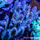 Ultra Grade Acropora Wild Colony WYSIWYG Ultra Grade Acropora Wild Colony WYSIWYG SPS Ultra Grade Acropora Wild Colony WYSIWYG Zeo Box Reef