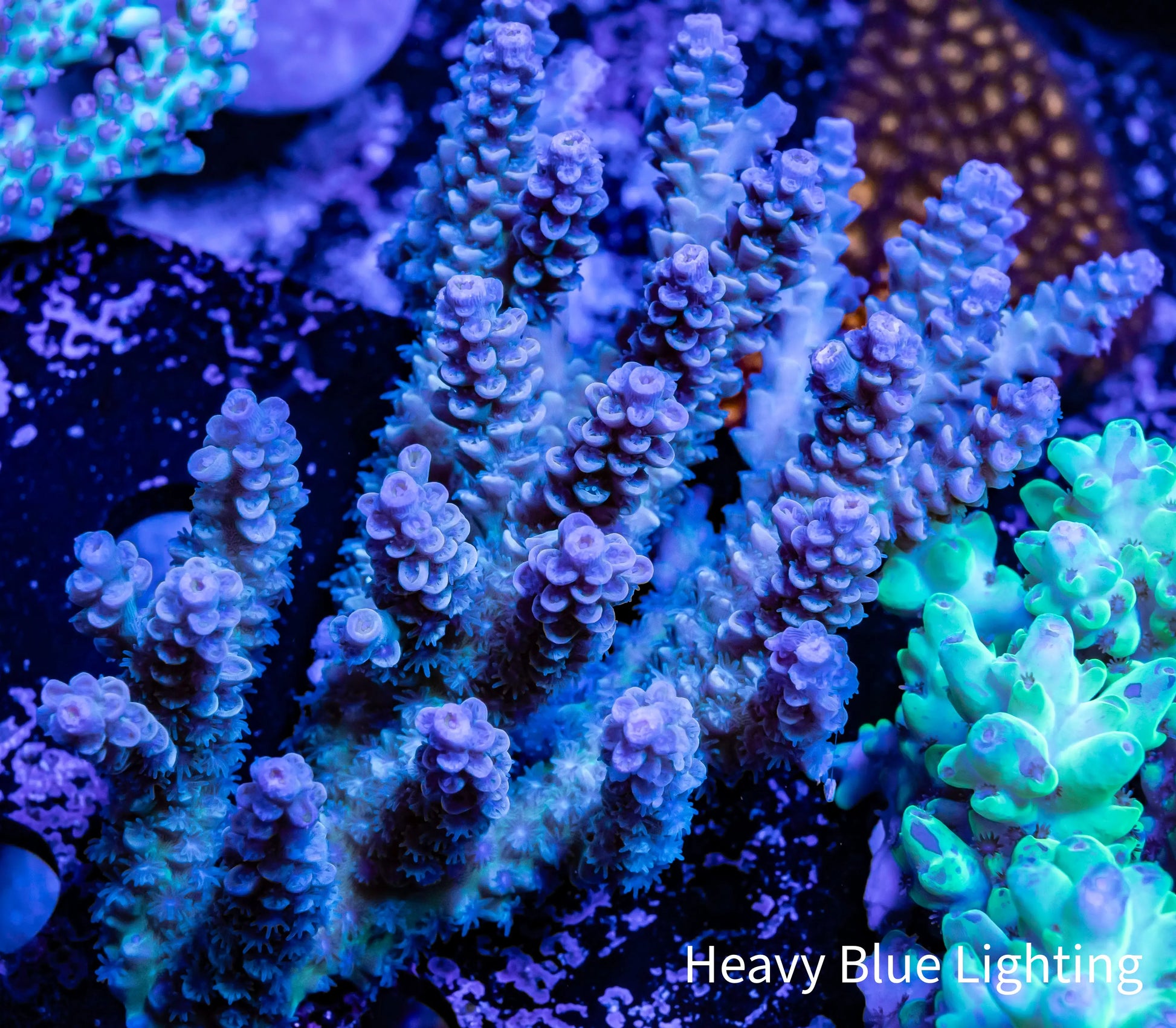 Ultra Grade Acropora Wild Colony WYSIWYG Ultra Grade Acropora Wild Colony WYSIWYG SPS Ultra Grade Acropora Wild Colony WYSIWYG Zeo Box Reef