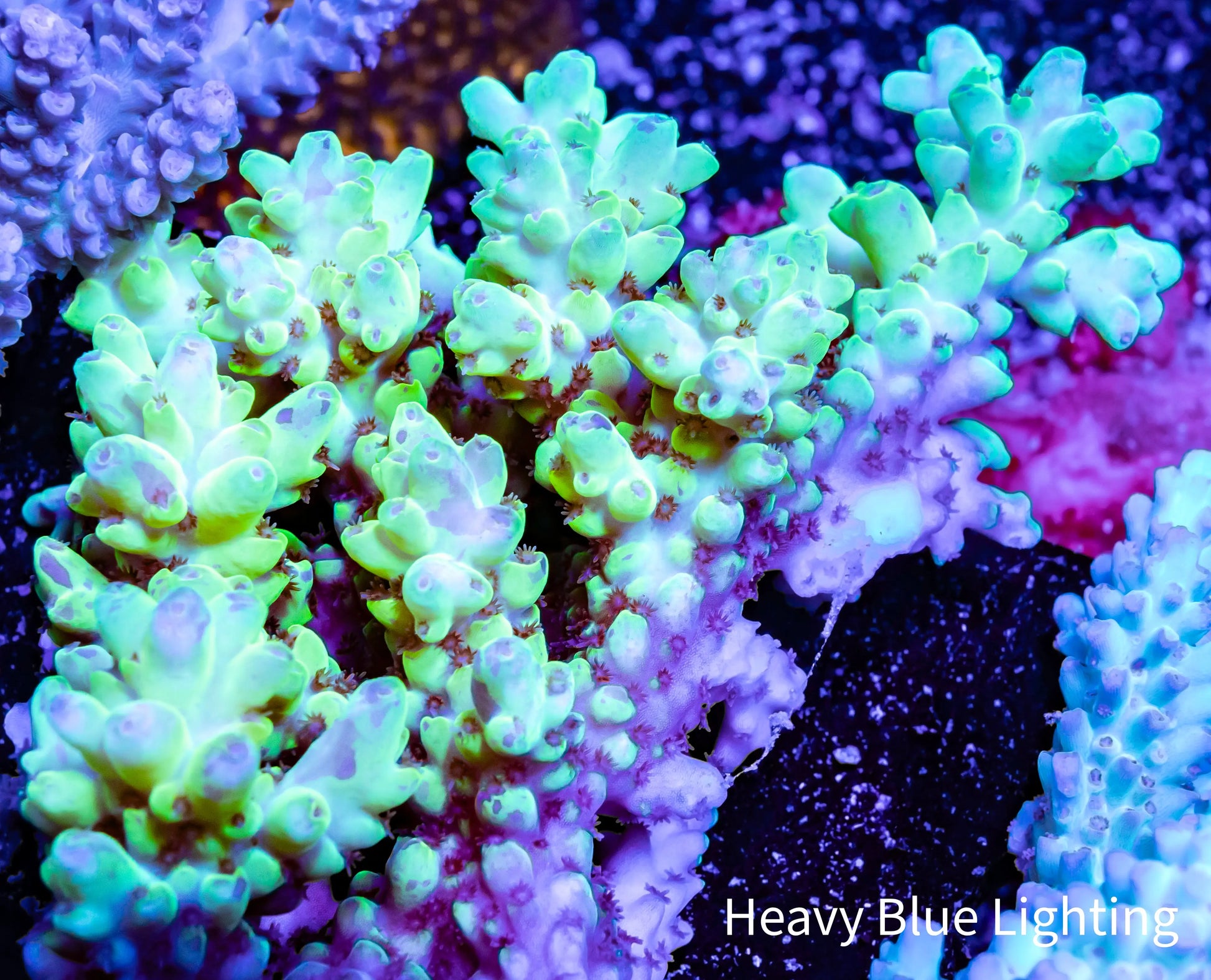 Ultra Grade Acropora Wild Colony WYSIWYG Ultra Grade Acropora Wild Colony WYSIWYG SPS Ultra Grade Acropora Wild Colony WYSIWYG Zeo Box Reef