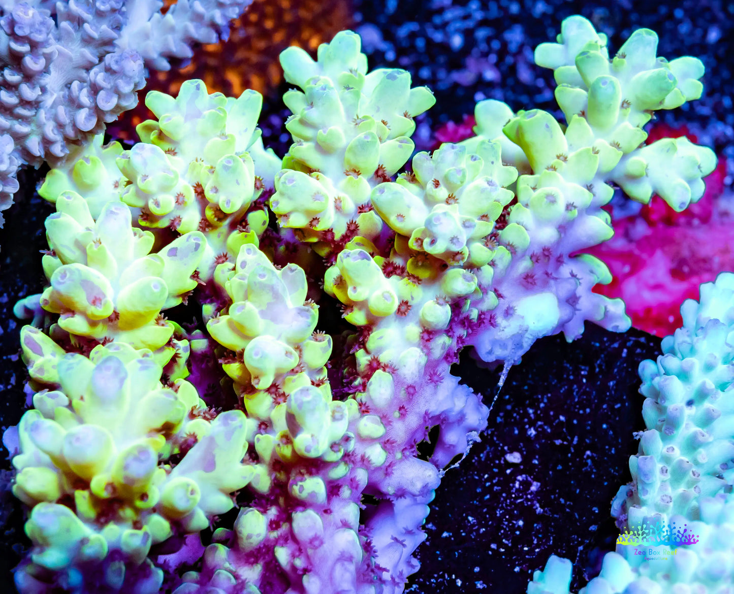 Ultra Grade Acropora Wild Colony WYSIWYG Ultra Grade Acropora Wild Colony WYSIWYG SPS Ultra Grade Acropora Wild Colony WYSIWYG Zeo Box Reef