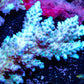 Ultra Grade Acropora Wild Colony WYSIWYG Ultra Grade Acropora Wild Colony WYSIWYG SPS Ultra Grade Acropora Wild Colony WYSIWYG Zeo Box Reef