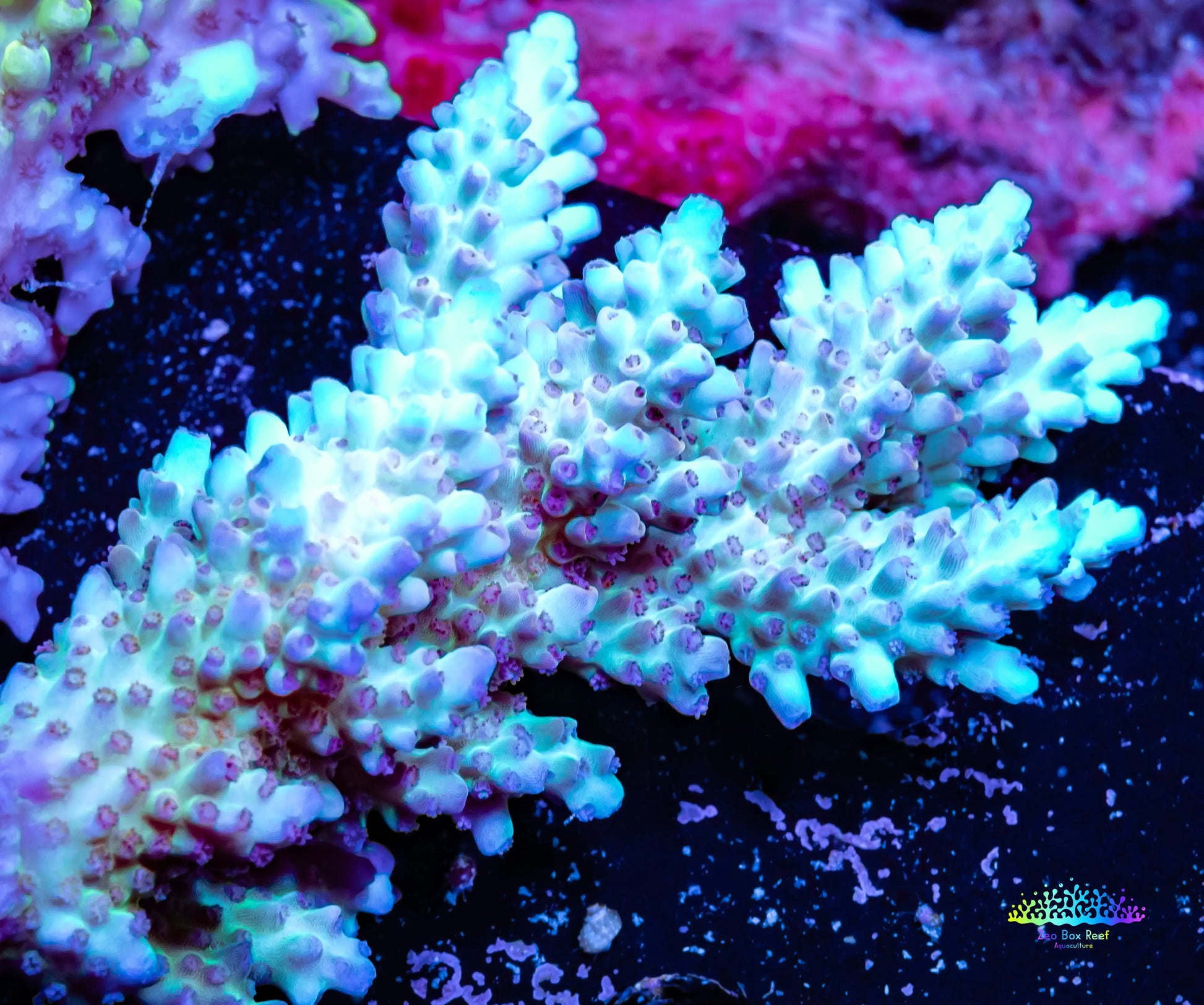 Ultra Grade Acropora Wild Colony WYSIWYG Ultra Grade Acropora Wild Colony WYSIWYG SPS Ultra Grade Acropora Wild Colony WYSIWYG Zeo Box Reef