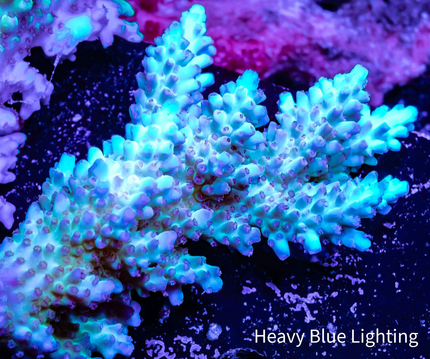 Ultra Grade Acropora Wild Colony WYSIWYG Ultra Grade Acropora Wild Colony WYSIWYG SPS Ultra Grade Acropora Wild Colony WYSIWYG Zeo Box Reef