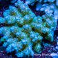 Ultra Grade Acropora Wild Colony WYSIWYG Ultra Grade Acropora Wild Colony WYSIWYG SPS Ultra Grade Acropora Wild Colony WYSIWYG Zeo Box Reef