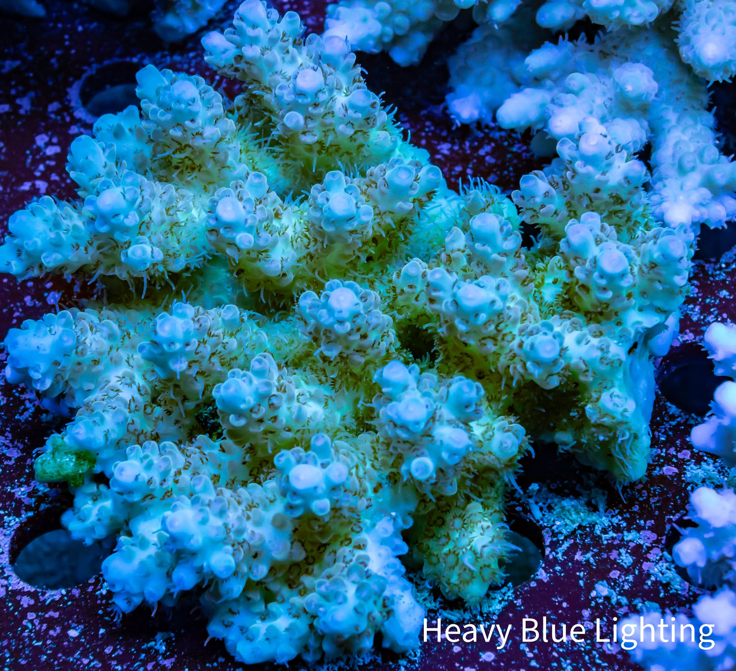 Ultra Grade Acropora Wild Colony WYSIWYG Ultra Grade Acropora Wild Colony WYSIWYG SPS Ultra Grade Acropora Wild Colony WYSIWYG Zeo Box Reef