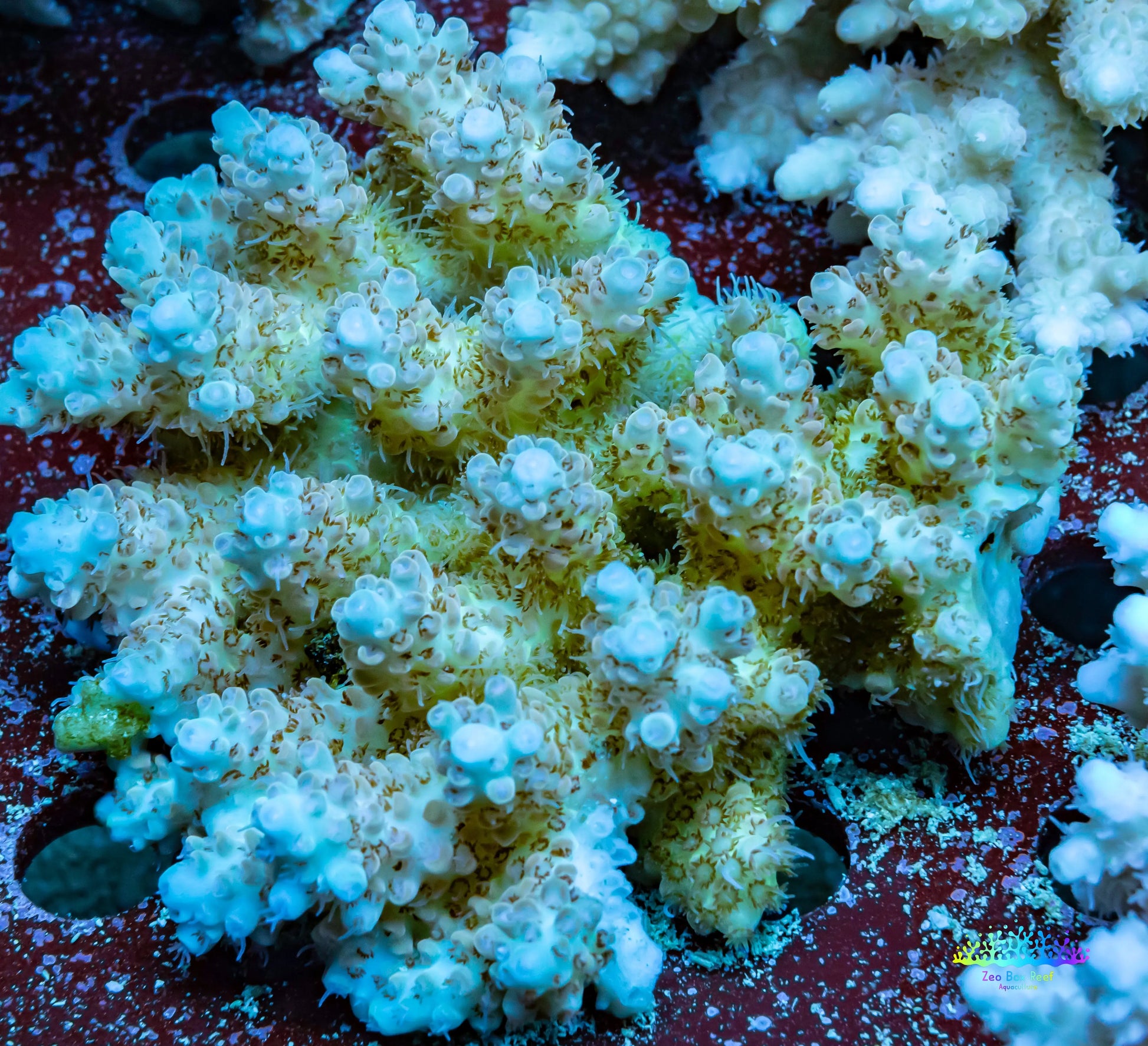 Ultra Grade Acropora Wild Colony WYSIWYG Ultra Grade Acropora Wild Colony WYSIWYG SPS Ultra Grade Acropora Wild Colony WYSIWYG Zeo Box Reef