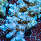 Ultra Grade Acropora Wild Colony WYSIWYG Ultra Grade Acropora Wild Colony WYSIWYG SPS Ultra Grade Acropora Wild Colony WYSIWYG Zeo Box Reef