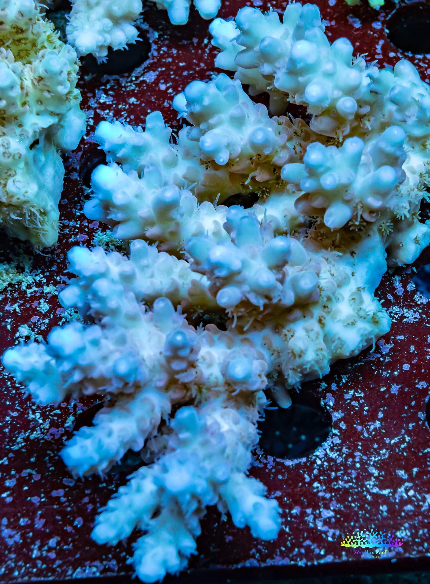 Ultra Grade Acropora Wild Colony WYSIWYG Ultra Grade Acropora Wild Colony WYSIWYG SPS Ultra Grade Acropora Wild Colony WYSIWYG Zeo Box Reef