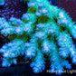 Ultra Grade Acropora Wild Colony WYSIWYG Ultra Grade Acropora Wild Colony WYSIWYG SPS Ultra Grade Acropora Wild Colony WYSIWYG Zeo Box Reef