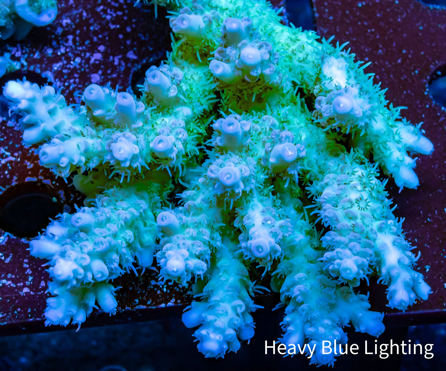 Ultra Grade Acropora Wild Colony WYSIWYG Ultra Grade Acropora Wild Colony WYSIWYG SPS Ultra Grade Acropora Wild Colony WYSIWYG Zeo Box Reef