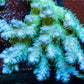 Ultra Grade Acropora Wild Colony WYSIWYG Ultra Grade Acropora Wild Colony WYSIWYG SPS Ultra Grade Acropora Wild Colony WYSIWYG Zeo Box Reef