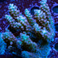 Ultra Grade Acropora Wild Colony WYSIWYG Ultra Grade Acropora Wild Colony WYSIWYG SPS Ultra Grade Acropora Wild Colony WYSIWYG Zeo Box Reef