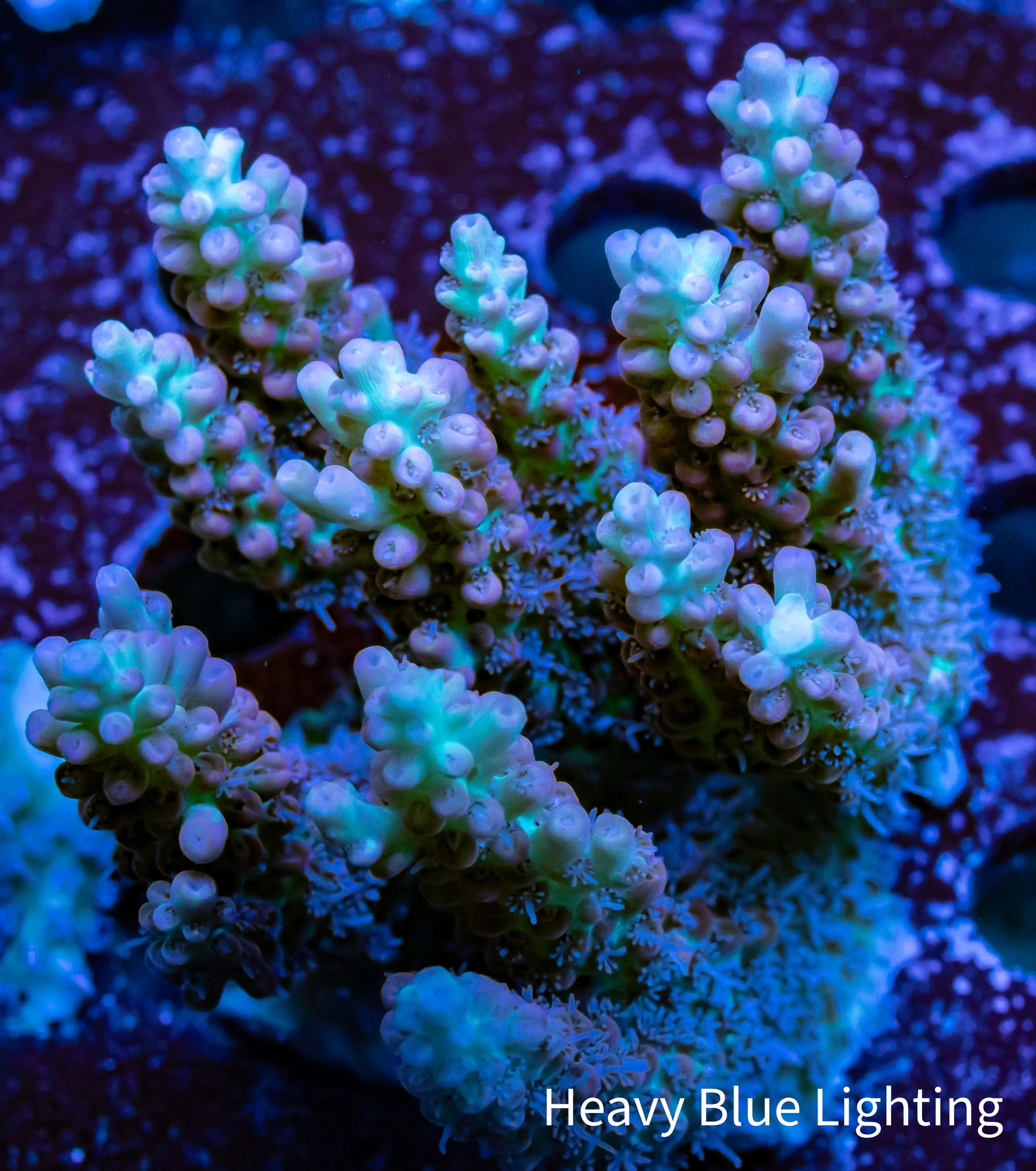 Ultra Grade Acropora Wild Colony WYSIWYG Ultra Grade Acropora Wild Colony WYSIWYG SPS Ultra Grade Acropora Wild Colony WYSIWYG Zeo Box Reef