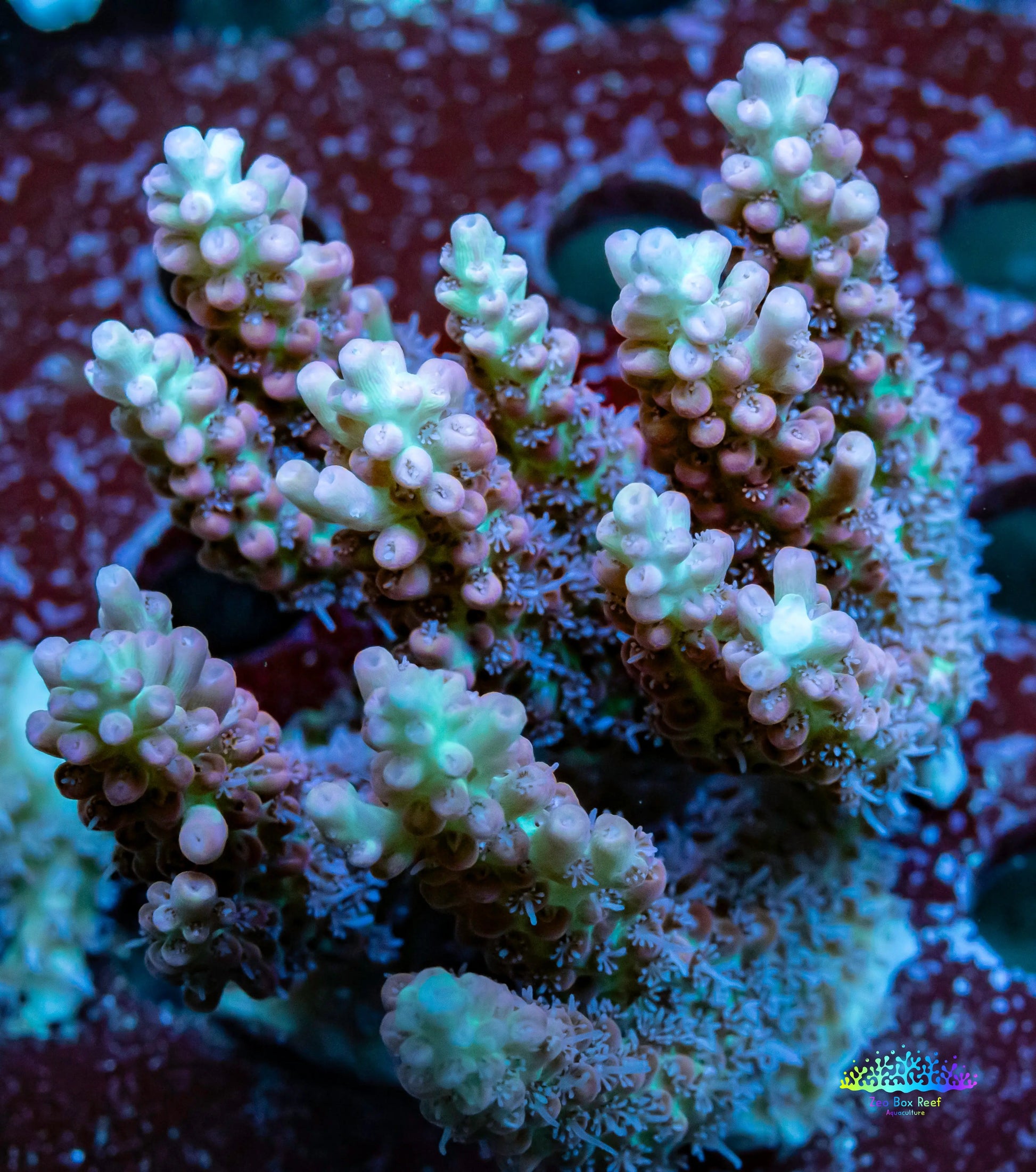 Ultra Grade Acropora Wild Colony WYSIWYG Ultra Grade Acropora Wild Colony WYSIWYG SPS Ultra Grade Acropora Wild Colony WYSIWYG Zeo Box Reef