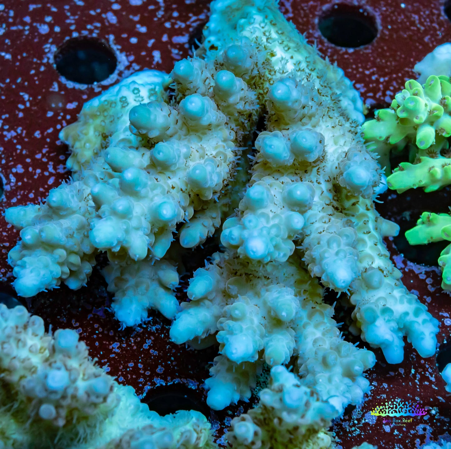 Ultra Grade Acropora Wild Colony WYSIWYG Ultra Grade Acropora Wild Colony WYSIWYG SPS Ultra Grade Acropora Wild Colony WYSIWYG Zeo Box Reef