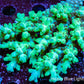 Ultra Grade Acropora Wild Colony WYSIWYG Ultra Grade Acropora Wild Colony WYSIWYG SPS Ultra Grade Acropora Wild Colony WYSIWYG Zeo Box Reef