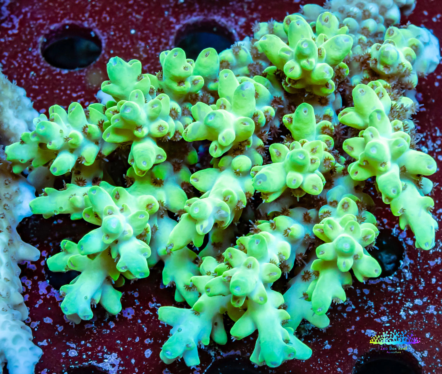 Ultra Grade Acropora Wild Colony WYSIWYG Ultra Grade Acropora Wild Colony WYSIWYG SPS Ultra Grade Acropora Wild Colony WYSIWYG Zeo Box Reef