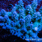 Ultra Grade Acropora Wild Colony WYSIWYG Ultra Grade Acropora Wild Colony WYSIWYG SPS Ultra Grade Acropora Wild Colony WYSIWYG Zeo Box Reef