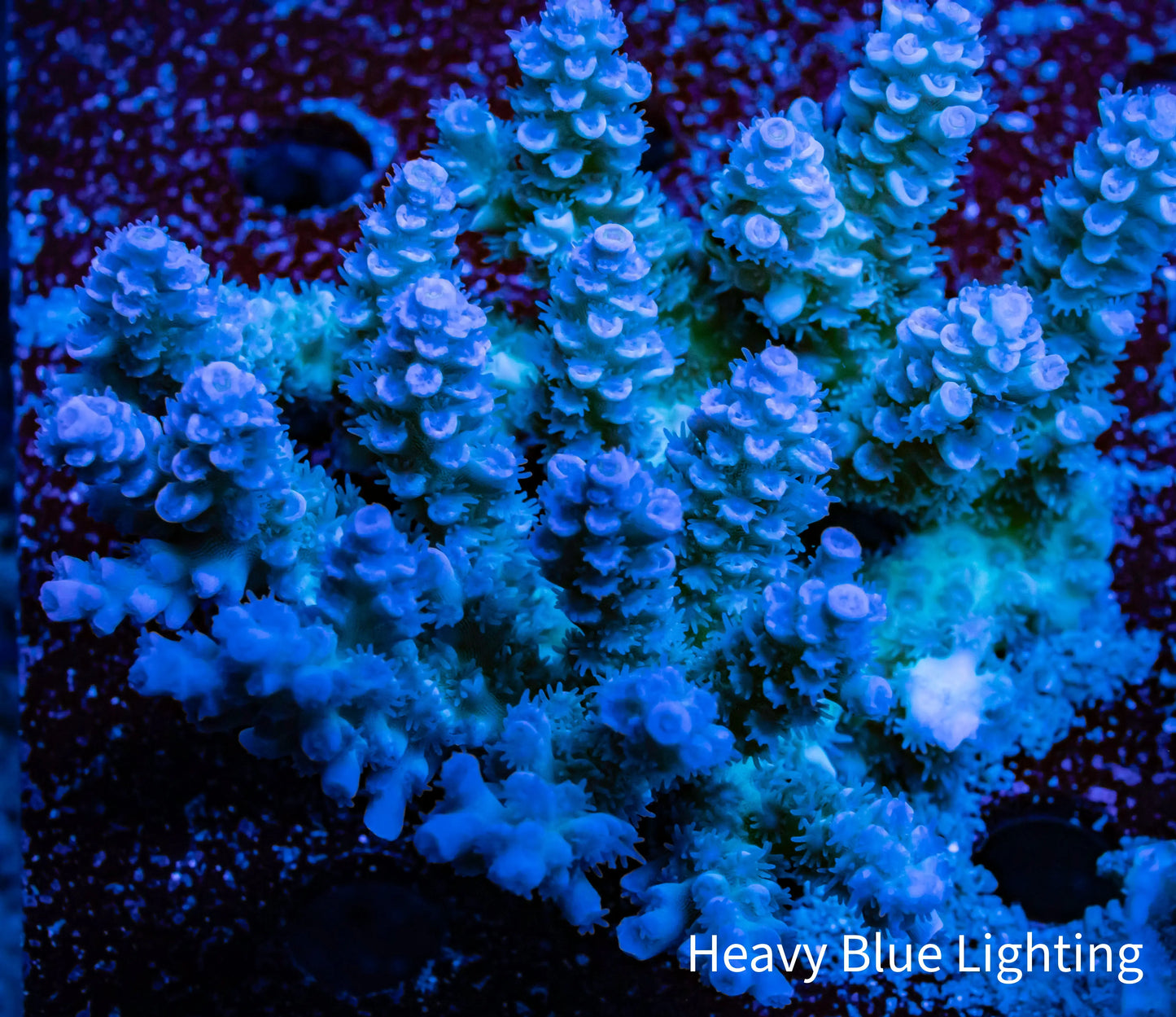 Ultra Grade Acropora Wild Colony WYSIWYG Ultra Grade Acropora Wild Colony WYSIWYG SPS Ultra Grade Acropora Wild Colony WYSIWYG Zeo Box Reef