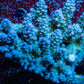 Ultra Grade Acropora Wild Colony WYSIWYG Ultra Grade Acropora Wild Colony WYSIWYG SPS Ultra Grade Acropora Wild Colony WYSIWYG Zeo Box Reef