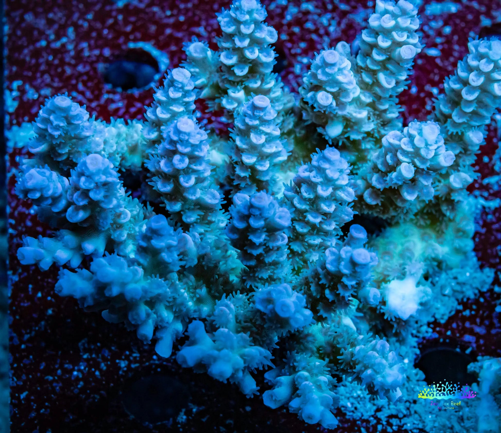 Ultra Grade Acropora Wild Colony WYSIWYG Ultra Grade Acropora Wild Colony WYSIWYG SPS Ultra Grade Acropora Wild Colony WYSIWYG Zeo Box Reef