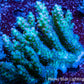 Ultra Grade Acropora Wild Colony WYSIWYG Ultra Grade Acropora Wild Colony WYSIWYG SPS Ultra Grade Acropora Wild Colony WYSIWYG Zeo Box Reef