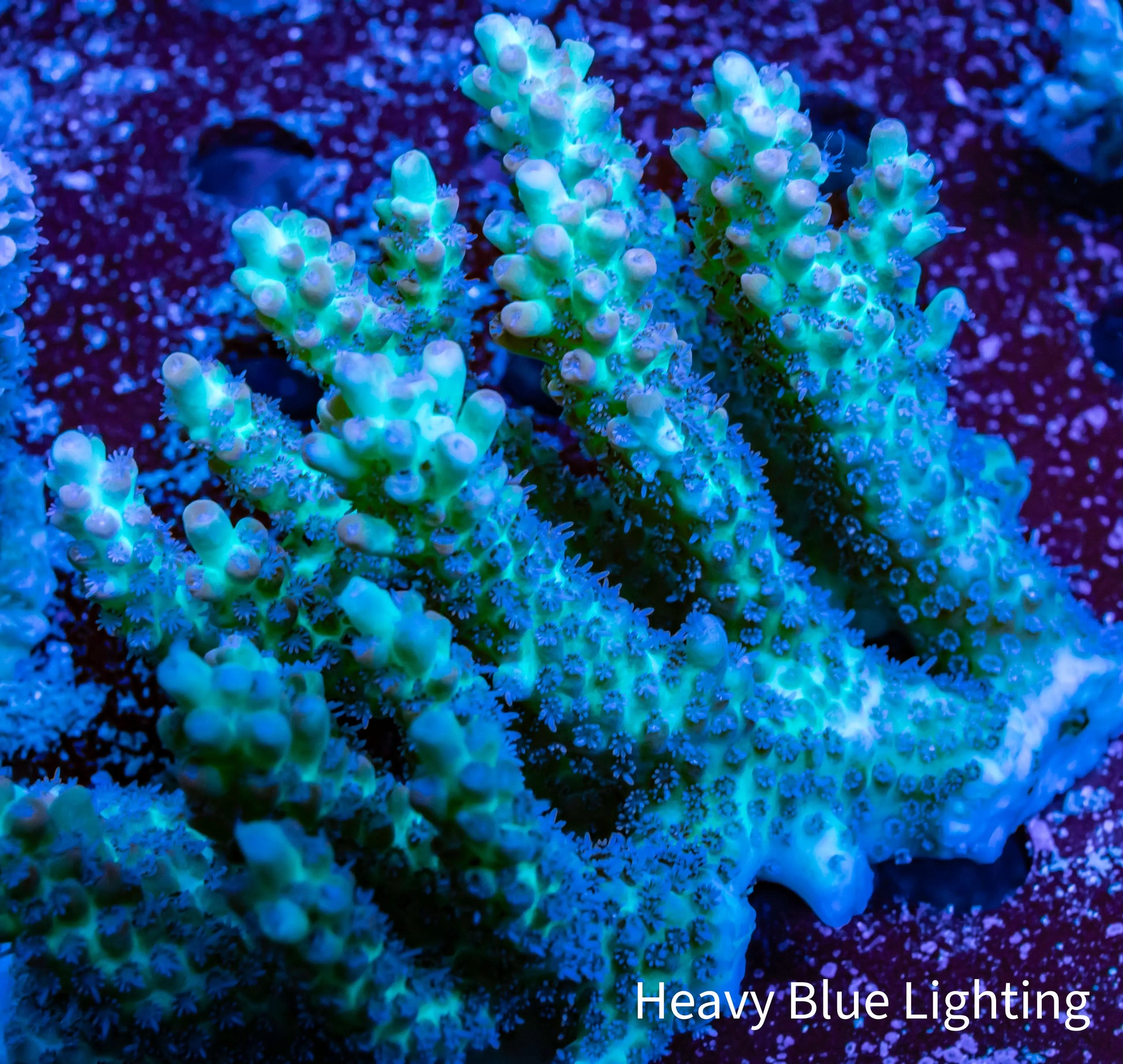 Ultra Grade Acropora Wild Colony WYSIWYG Ultra Grade Acropora Wild Colony WYSIWYG SPS Ultra Grade Acropora Wild Colony WYSIWYG Zeo Box Reef