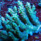 Ultra Grade Acropora Wild Colony WYSIWYG Ultra Grade Acropora Wild Colony WYSIWYG SPS Ultra Grade Acropora Wild Colony WYSIWYG Zeo Box Reef