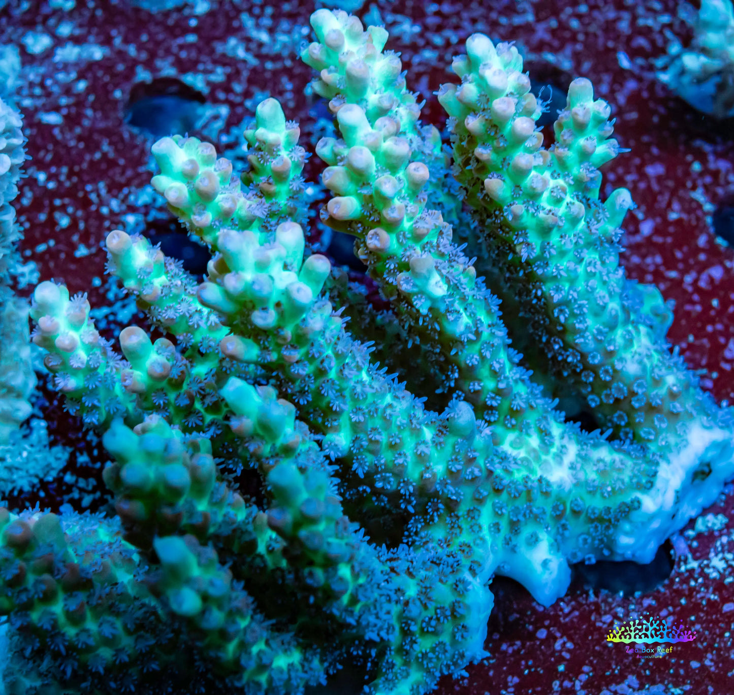 Ultra Grade Acropora Wild Colony WYSIWYG Ultra Grade Acropora Wild Colony WYSIWYG SPS Ultra Grade Acropora Wild Colony WYSIWYG Zeo Box Reef