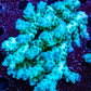 Ultra Grade Acropora Wild Colony WYSIWYG Ultra Grade Acropora Wild Colony WYSIWYG SPS Ultra Grade Acropora Wild Colony WYSIWYG Zeo Box Reef