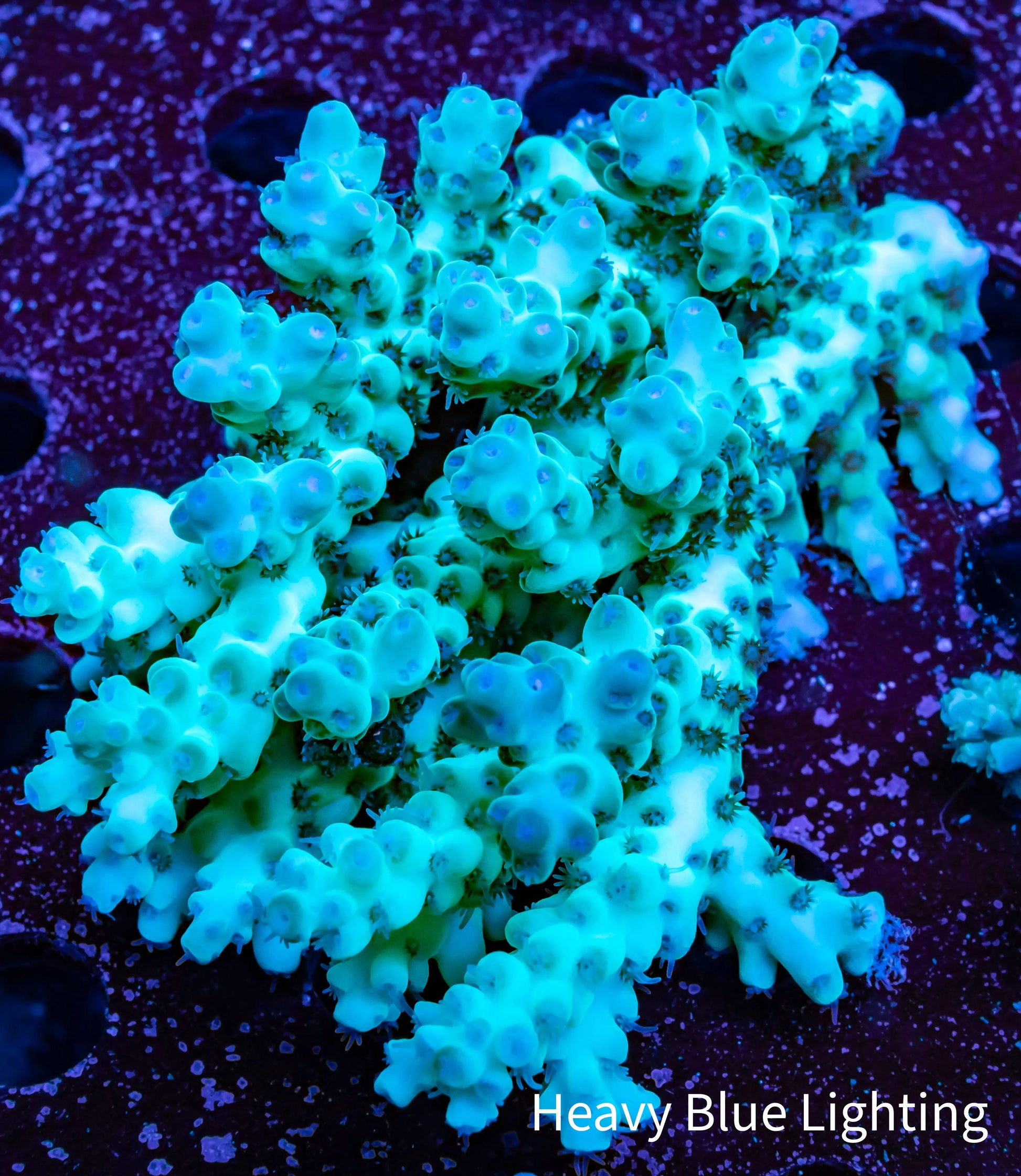 Ultra Grade Acropora Wild Colony WYSIWYG Ultra Grade Acropora Wild Colony WYSIWYG SPS Ultra Grade Acropora Wild Colony WYSIWYG Zeo Box Reef