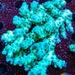 Ultra Grade Acropora Wild Colony WYSIWYG Ultra Grade Acropora Wild Colony WYSIWYG SPS Ultra Grade Acropora Wild Colony WYSIWYG Zeo Box Reef