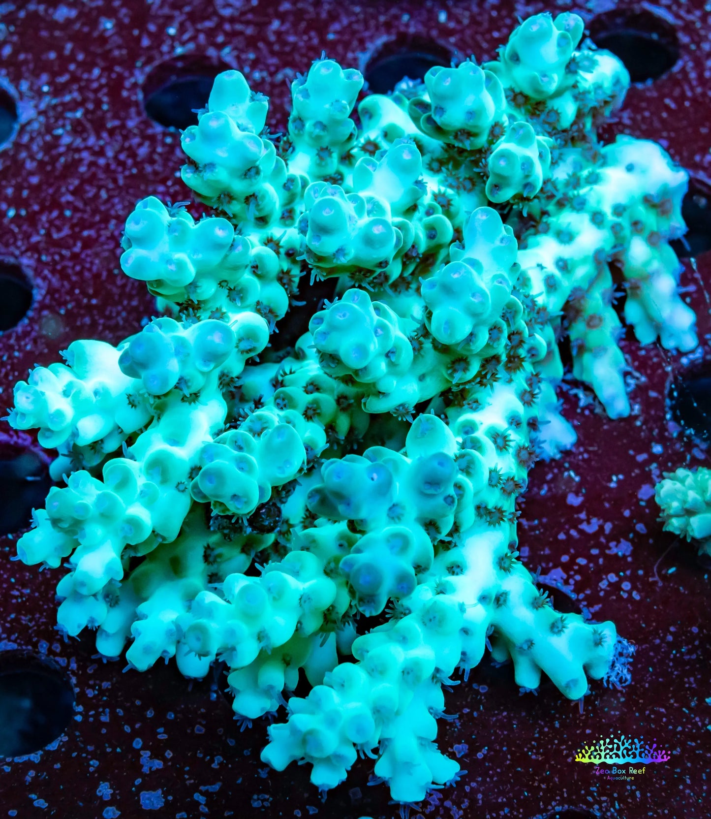 Ultra Grade Acropora Wild Colony WYSIWYG Ultra Grade Acropora Wild Colony WYSIWYG SPS Ultra Grade Acropora Wild Colony WYSIWYG Zeo Box Reef