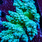 Ultra Grade Acropora Wild Colony WYSIWYG Ultra Grade Acropora Wild Colony WYSIWYG SPS Ultra Grade Acropora Wild Colony WYSIWYG Zeo Box Reef