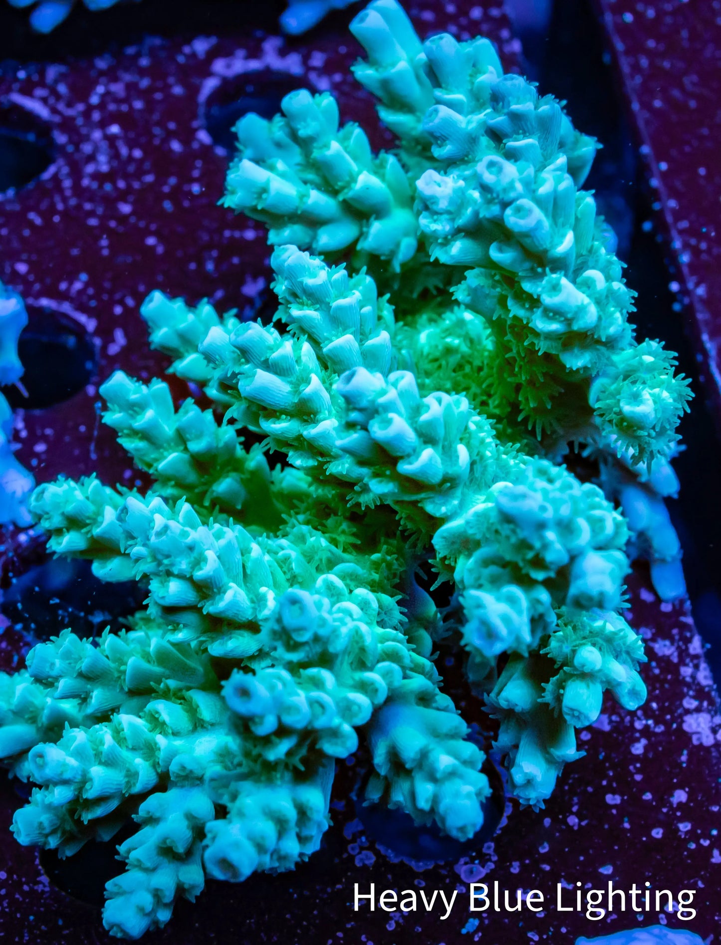 Ultra Grade Acropora Wild Colony WYSIWYG Ultra Grade Acropora Wild Colony WYSIWYG SPS Ultra Grade Acropora Wild Colony WYSIWYG Zeo Box Reef