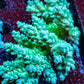 Ultra Grade Acropora Wild Colony WYSIWYG Ultra Grade Acropora Wild Colony WYSIWYG SPS Ultra Grade Acropora Wild Colony WYSIWYG Zeo Box Reef