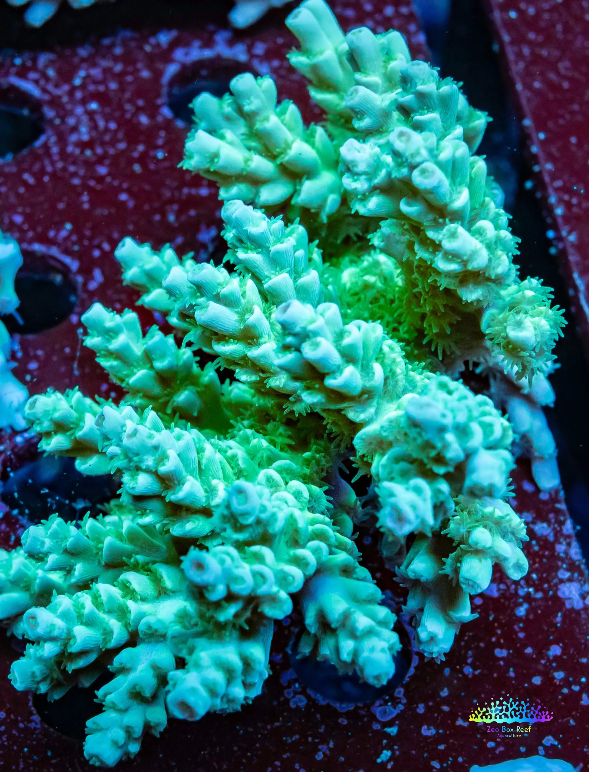 Ultra Grade Acropora Wild Colony WYSIWYG Ultra Grade Acropora Wild Colony WYSIWYG SPS Ultra Grade Acropora Wild Colony WYSIWYG Zeo Box Reef