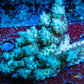 Ultra Grade Acropora Wild Colony WYSIWYG Ultra Grade Acropora Wild Colony WYSIWYG SPS Ultra Grade Acropora Wild Colony WYSIWYG Zeo Box Reef