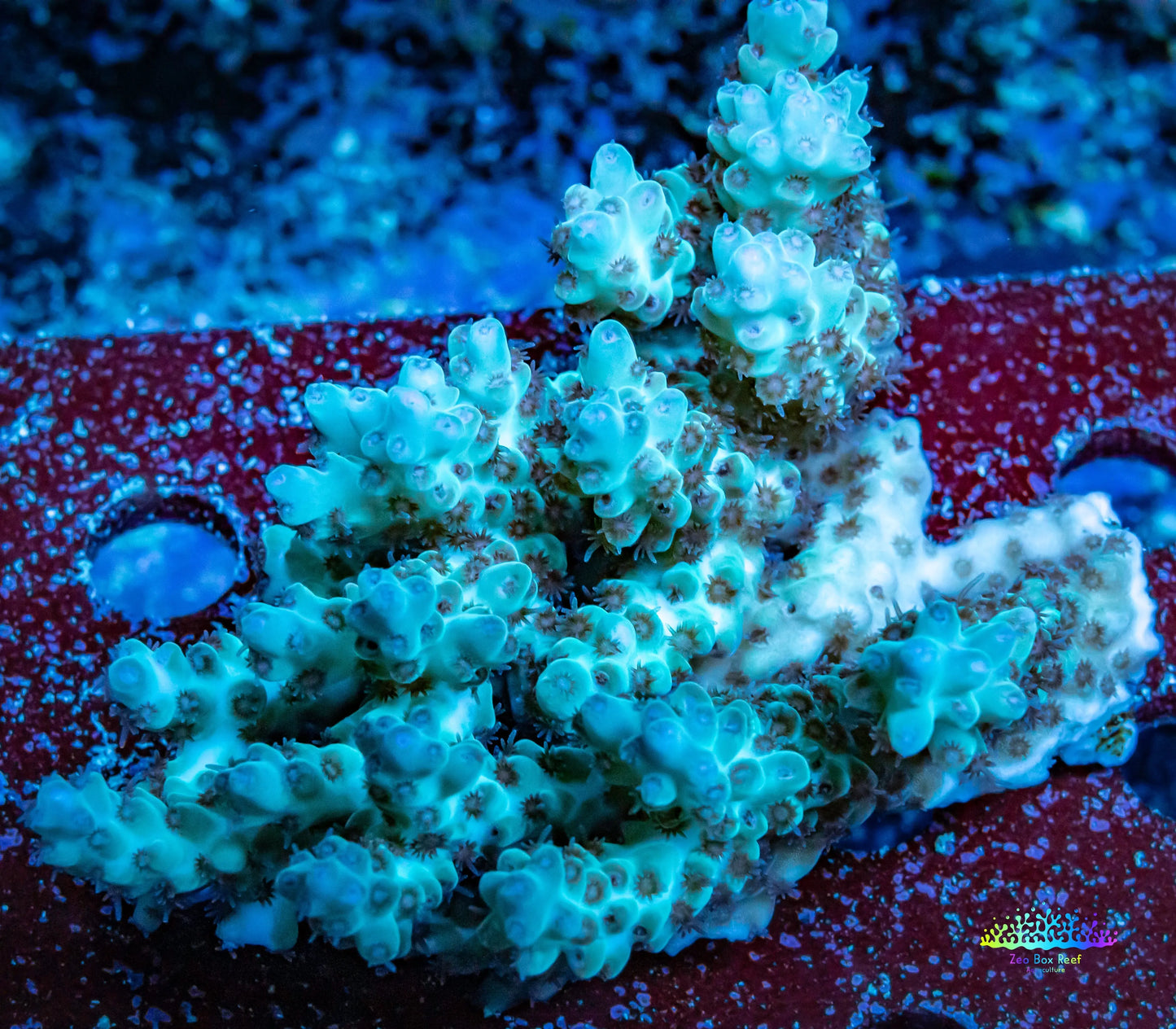 Ultra Grade Acropora Wild Colony WYSIWYG Ultra Grade Acropora Wild Colony WYSIWYG SPS Ultra Grade Acropora Wild Colony WYSIWYG Zeo Box Reef