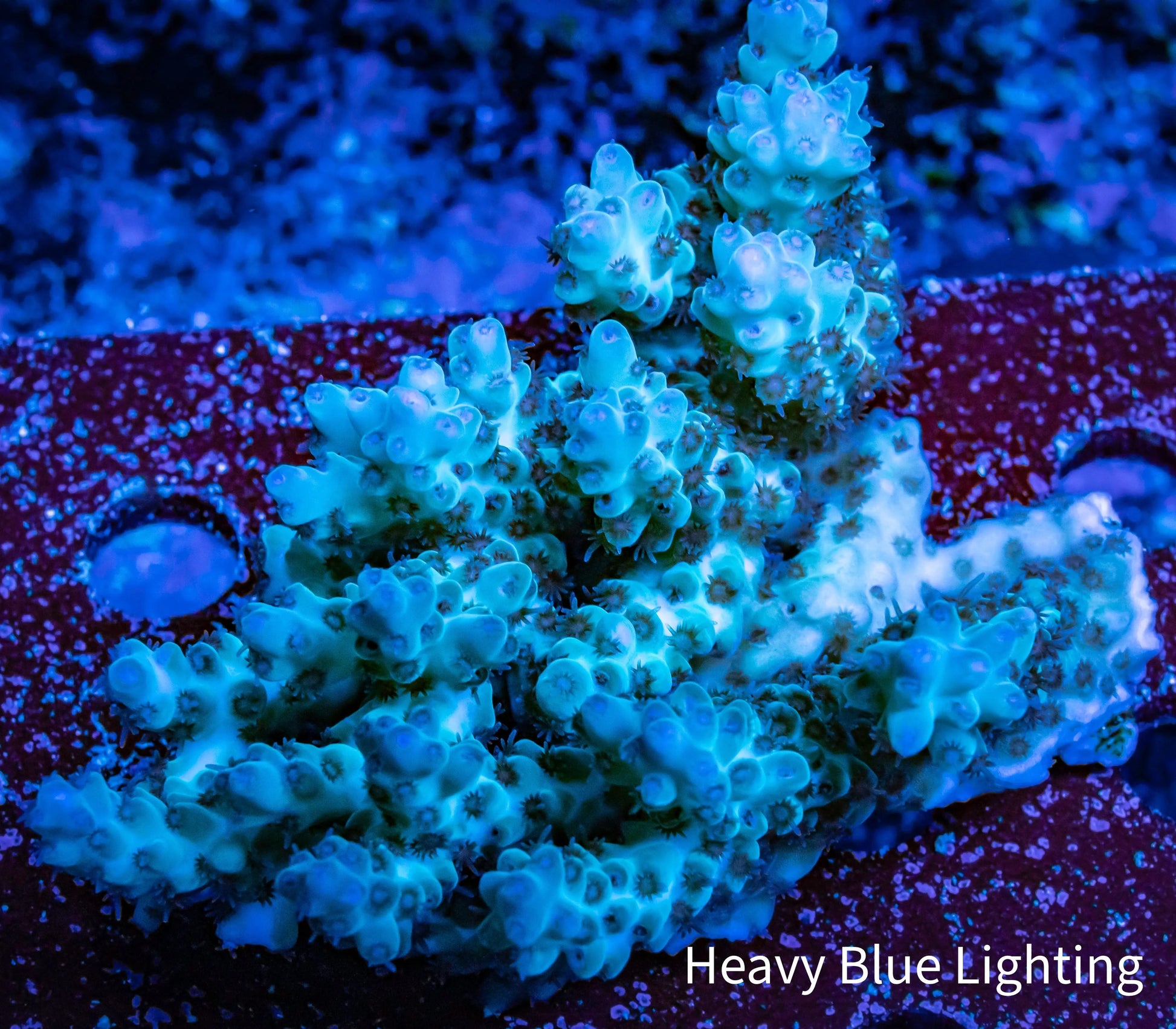 Ultra Grade Acropora Wild Colony WYSIWYG Ultra Grade Acropora Wild Colony WYSIWYG SPS Ultra Grade Acropora Wild Colony WYSIWYG Zeo Box Reef